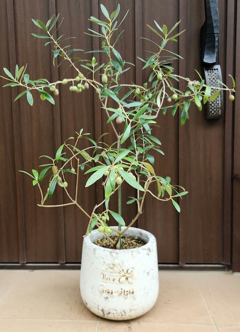 オリーブ ネバディロブランコ テラコッタ鉢植え 苗 苗木 シンボル